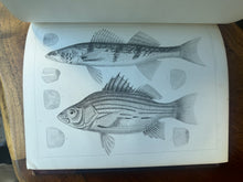 Load image into Gallery viewer, Pacific Railroad Surveys, Vol. XII, Book II (1860)