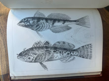 Load image into Gallery viewer, Pacific Railroad Surveys, Vol. XII, Book II (1860)