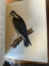 Load image into Gallery viewer, Pacific Railroad Surveys, Vol. XII, Book II (1860)