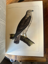 Load image into Gallery viewer, Pacific Railroad Surveys, Vol. XII, Book II (1860)