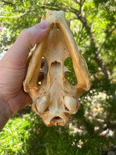Load image into Gallery viewer, Real Arizona Mountain Lion Skull
