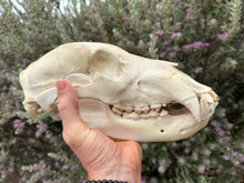 Load image into Gallery viewer, Antique Grizzly Bear Skull
