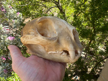 Load image into Gallery viewer, Real Arizona Mountain Lion Skull
