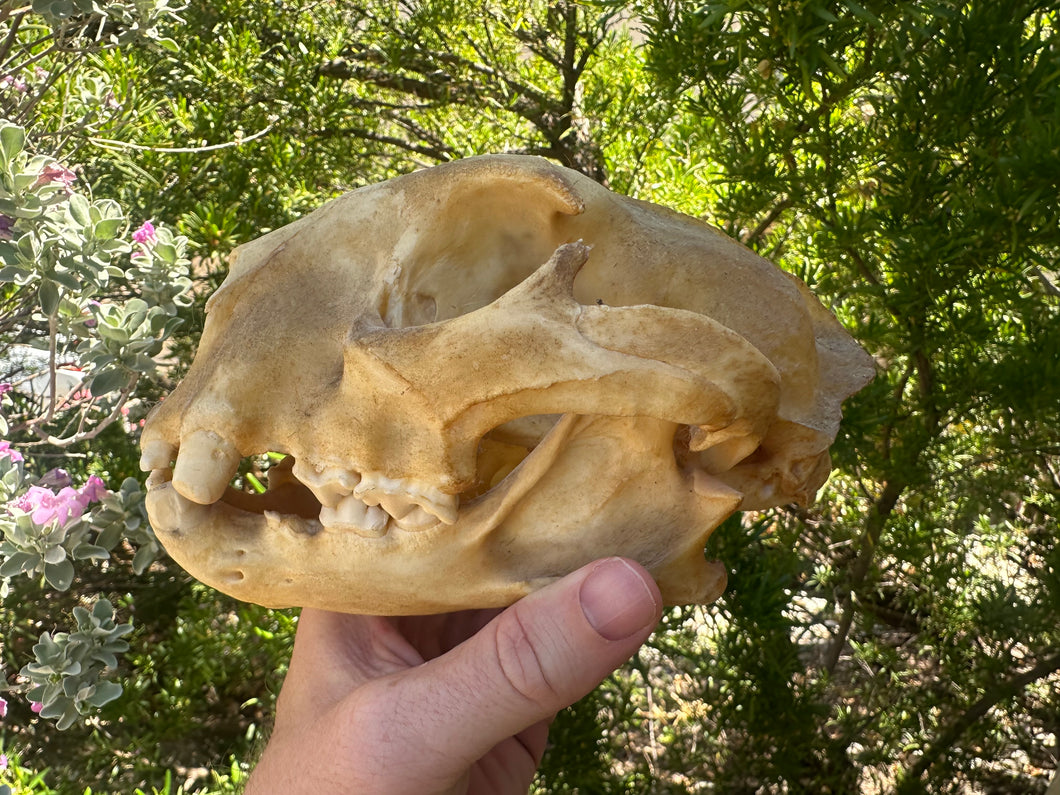 Real Arizona Mountain Lion Skull