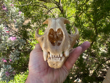 Load image into Gallery viewer, Real Arizona Mountain Lion Skull

