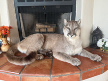 Load image into Gallery viewer, Arizona Mountain Lion Full Mount
