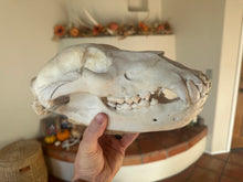 Load image into Gallery viewer, Huge Authentic Grizzly Bear Skull
