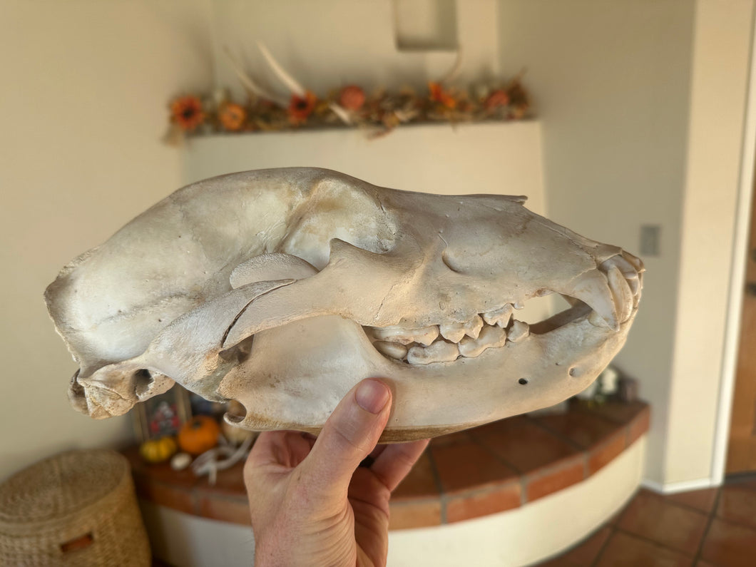 Huge Authentic Grizzly Bear Skull