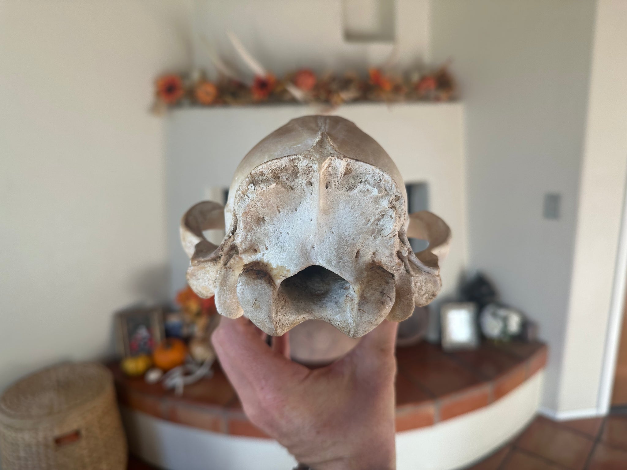 Huge Authentic Grizzly Bear Skull – Arizona Origins