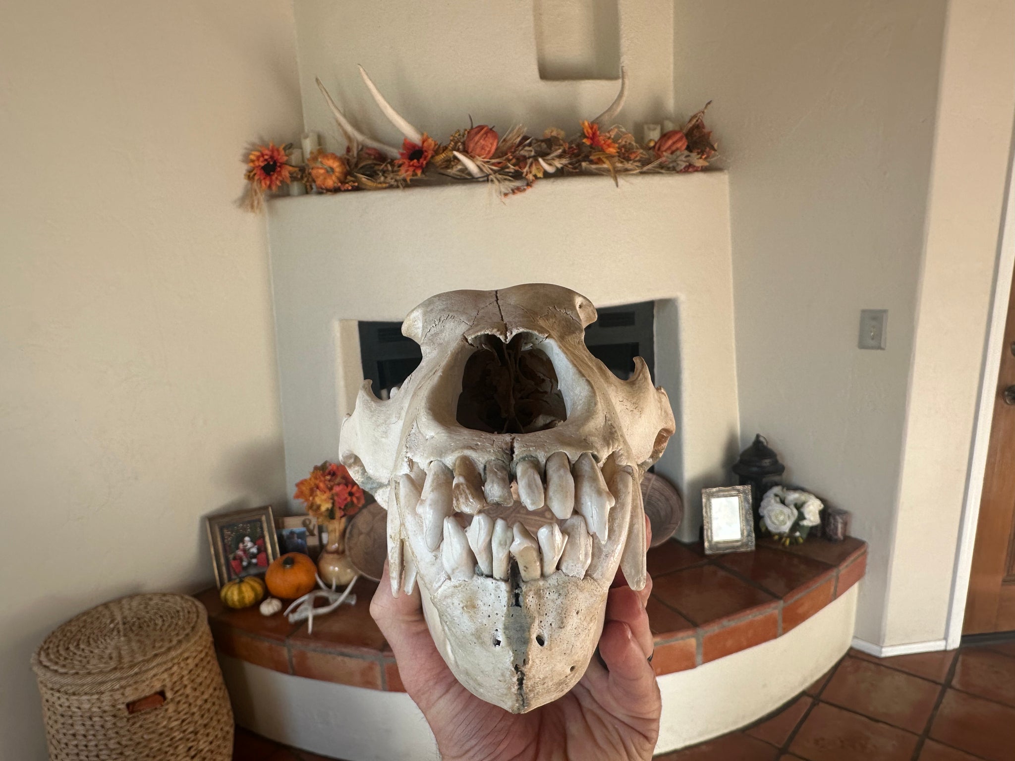 Huge Authentic Grizzly Bear Skull – Arizona Origins