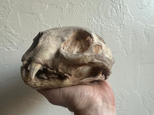 Load image into Gallery viewer, Real Arizona Mountain Lion Skull

