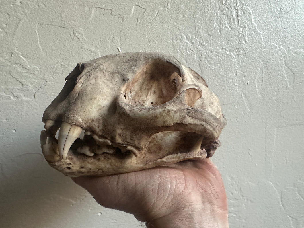 Real Arizona Mountain Lion Skull