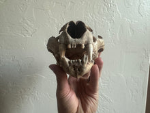 Load image into Gallery viewer, Real Arizona Mountain Lion Skull
