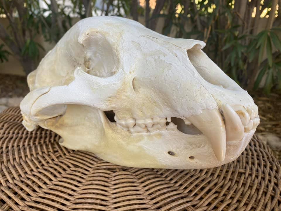 Huge Real Grizzly Bear Skull (14 inches)