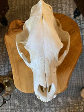 Load image into Gallery viewer, Huge Real Grizzly Bear Skull (14 inches)

