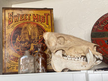 Load image into Gallery viewer, Arizona Javelina Skull
