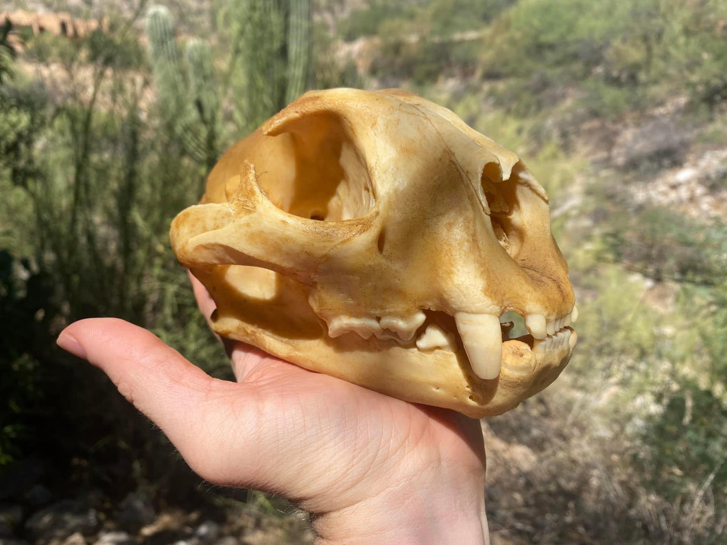 Arizona Mountain Lion Skull