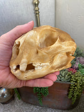Load image into Gallery viewer, Arizona Mountain Lion Skull
