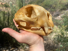 Load image into Gallery viewer, Arizona Mountain Lion Skull
