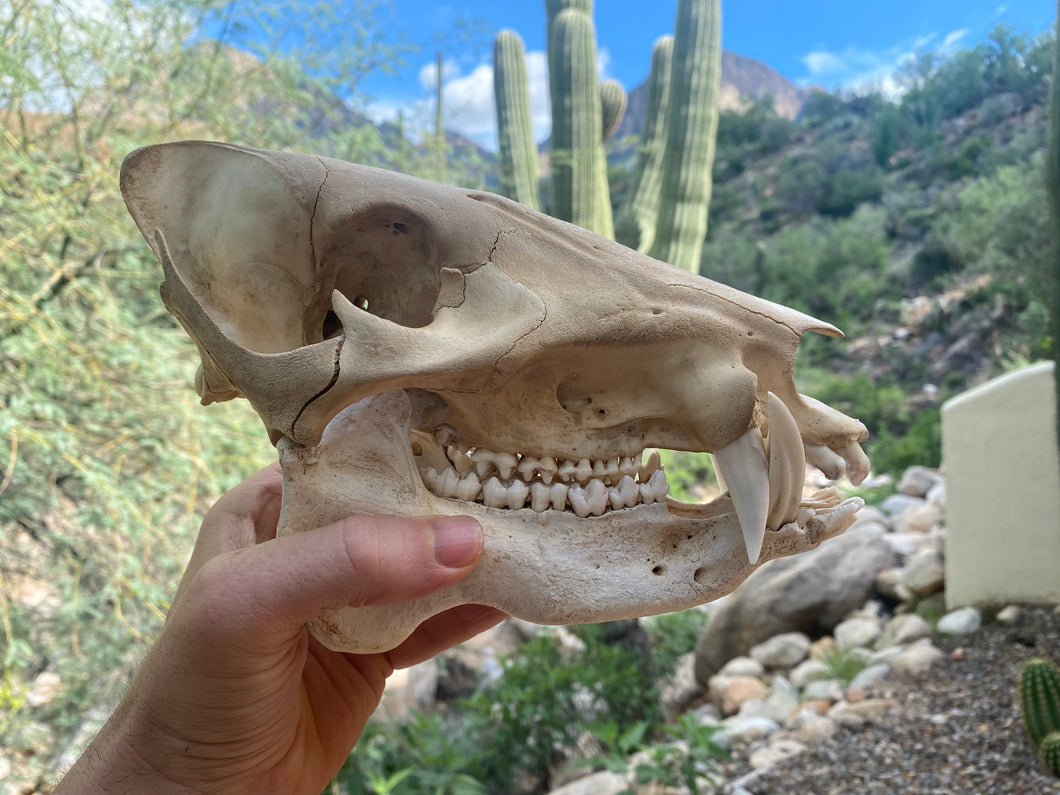 Arizona Javelina Skull